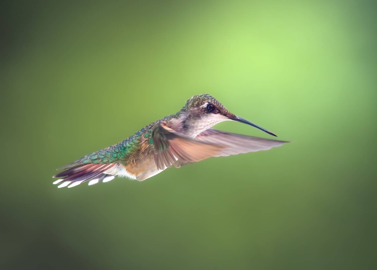 bird, humming, hummingbird, hummingbirds, hummer, rufous, nature, animals, wild, action, dynamic, Atul Saluja