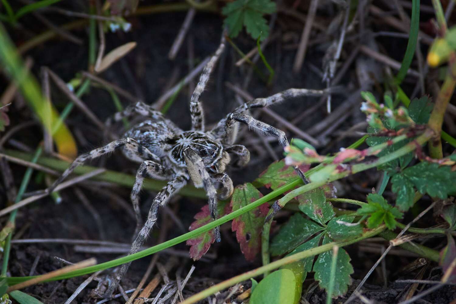 Lycosa singoriensis, spyder, volgograd, russia, macro, macro photo, macro photography, , Сторчилов Павел
