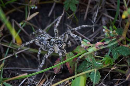 Lycosa singoriensis