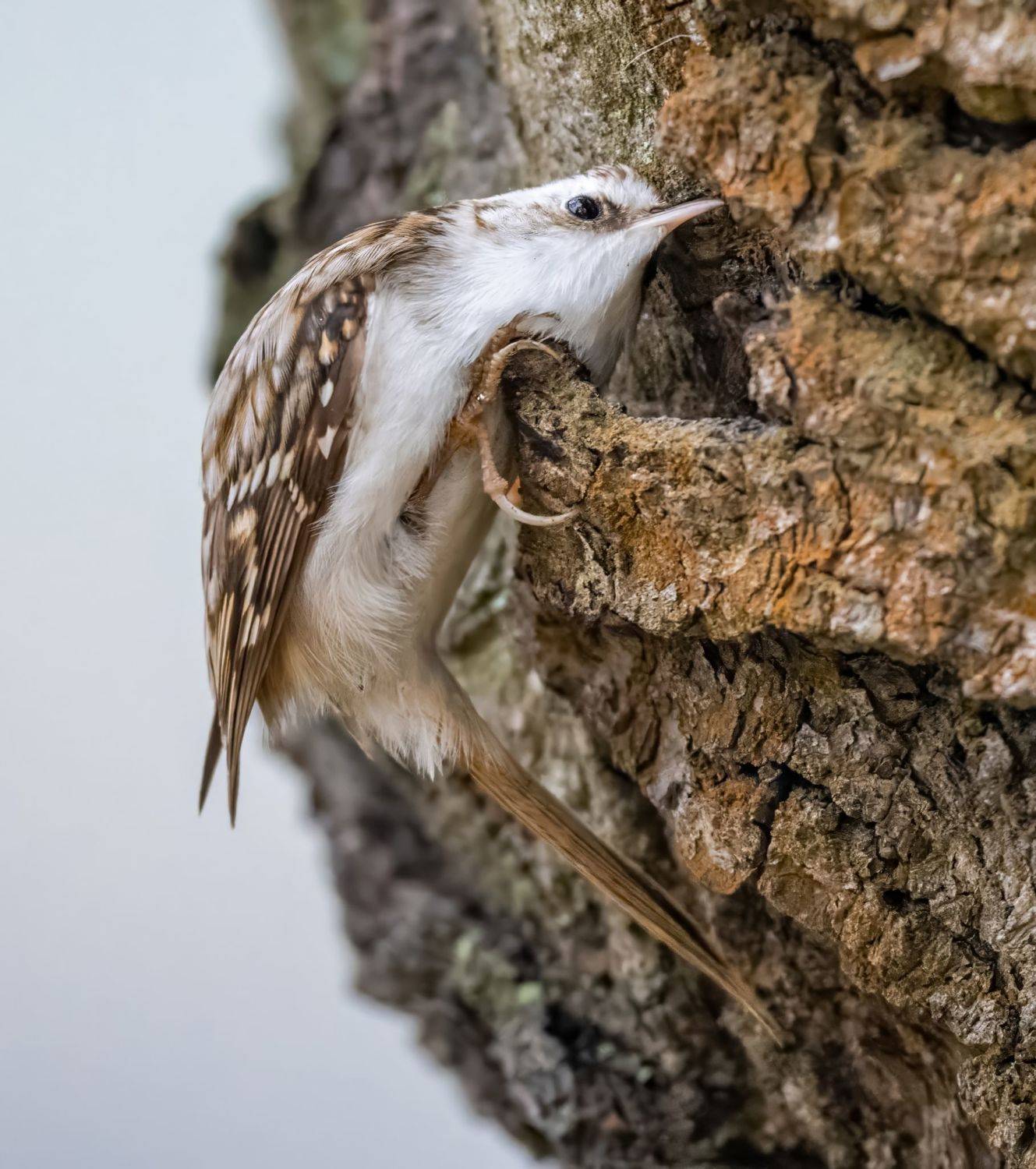 , Дэм Константин