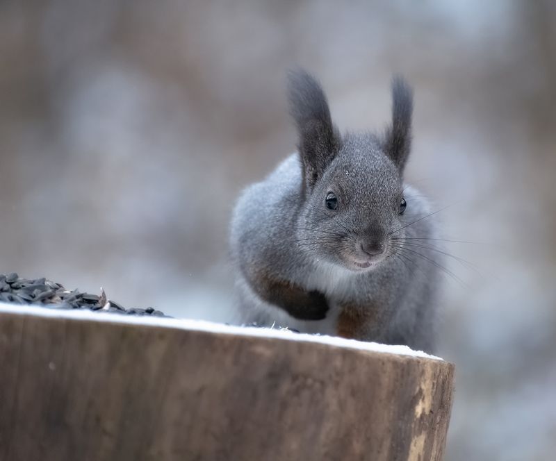 сибирь, белочка, осень, Серая белочка фото превью