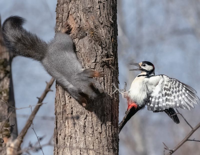 белочка, дятел, осень, сибирь, игры Как белочка дятла напугала фото превью