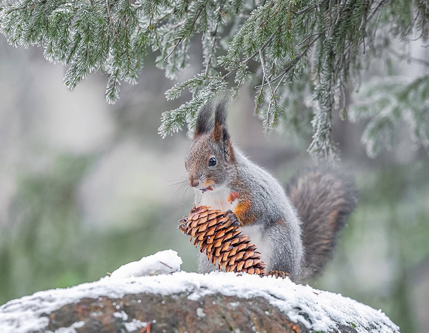 , Ермохина Наталья