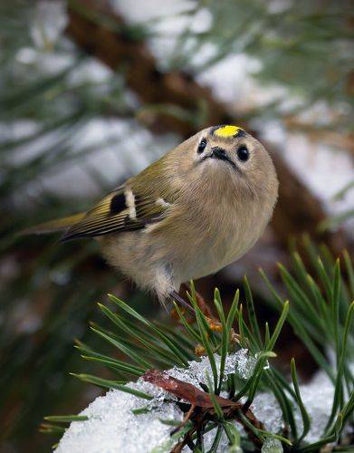 Желтоголовый королек. (Regulus regulus)