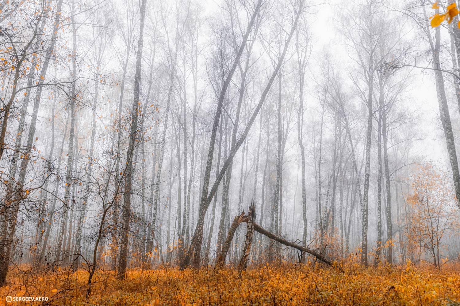 лес, природа, осень, деревья, октябрь, туман, роща, березы, Подмосковье, Россия, forest, nature, autumn, trees, October, fog, grove, birches, Russia, Сергеев Кирилл