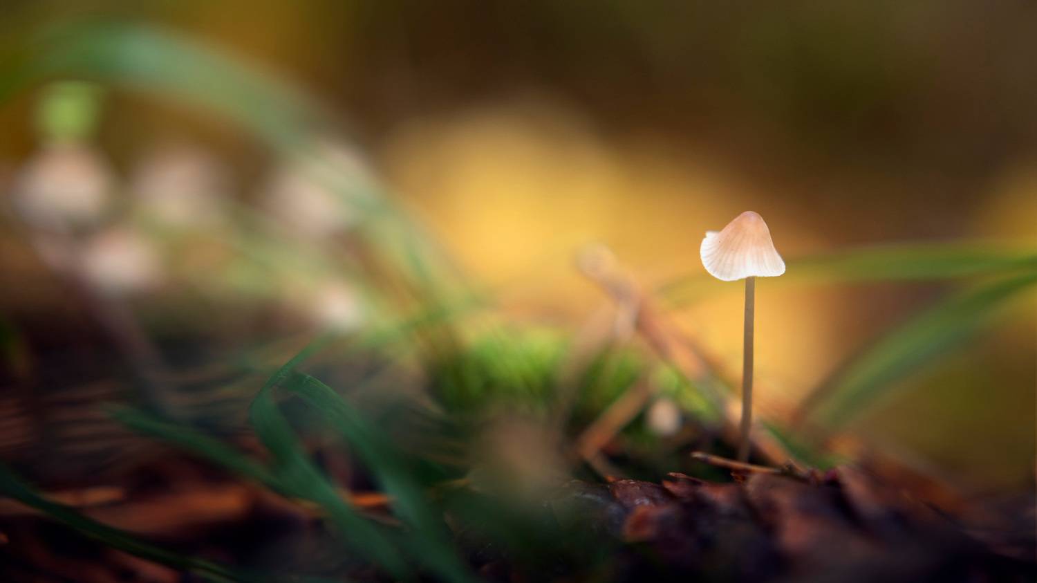 гриб, лес, Валерий Вождаев