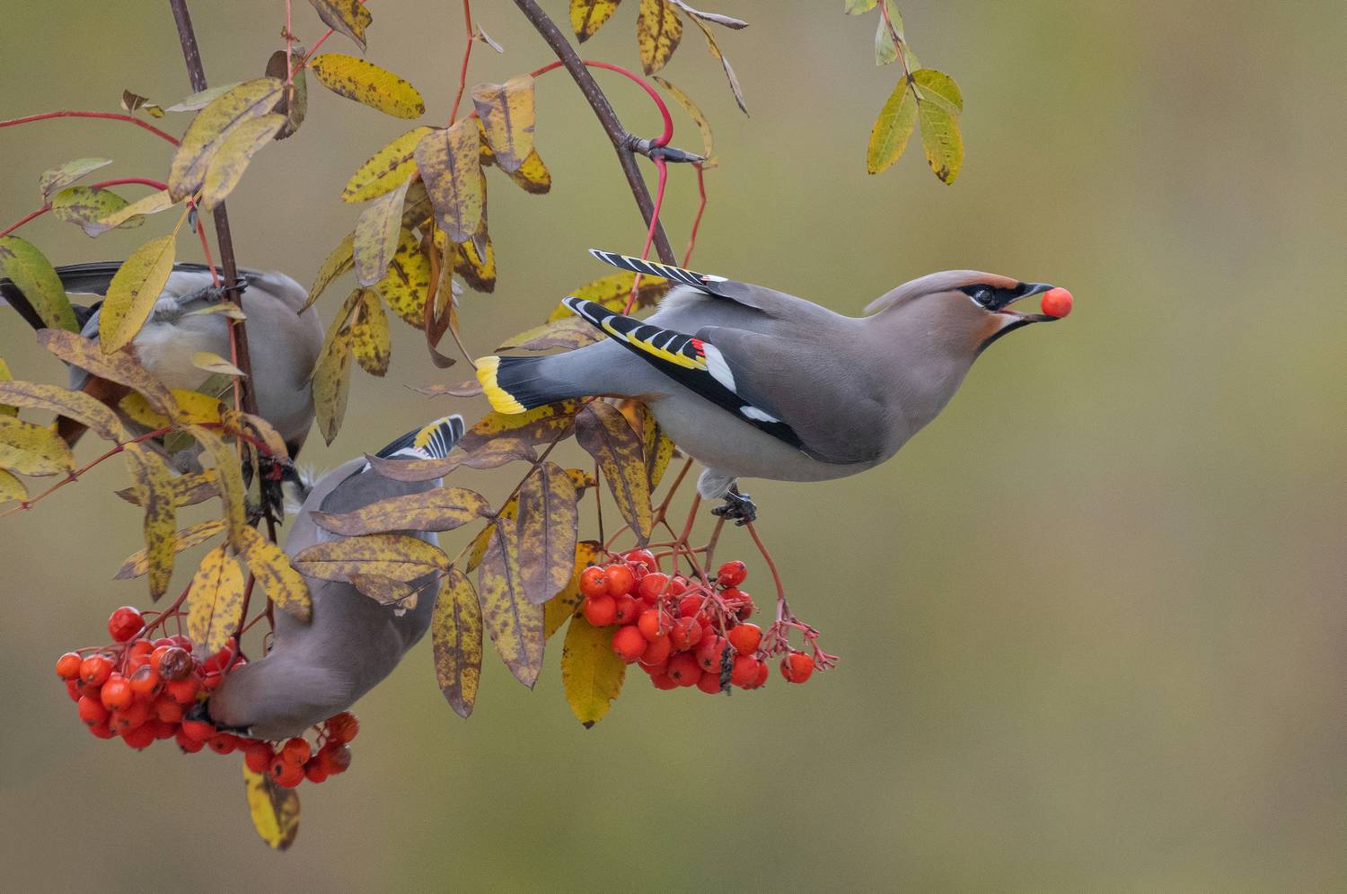 птицы, свиристели, осень, рябина, фотоохота, природа, Сигушин Руслан