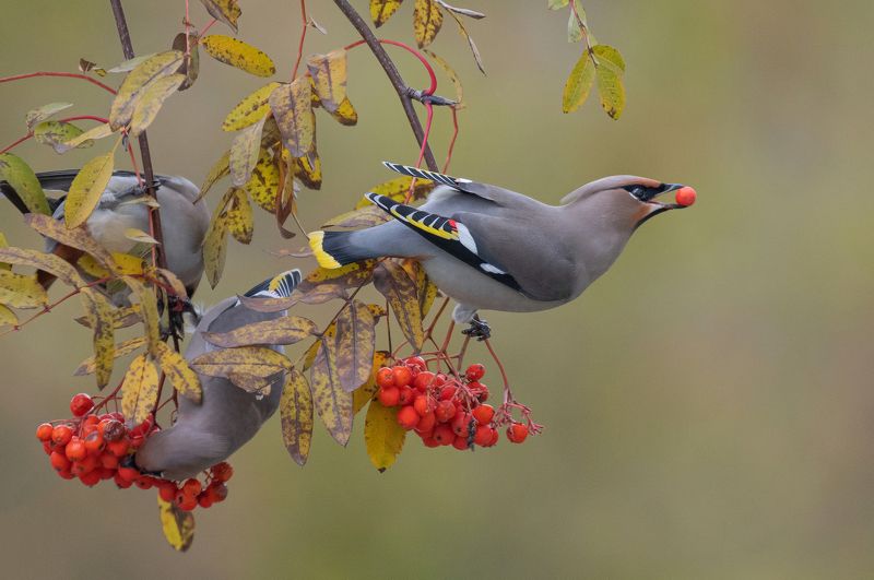 птицы, свиристели, осень, рябина, фотоохота, природа Свиристели прилетели фото превью