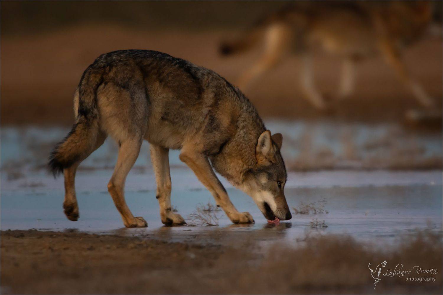 , Лобанов Роман