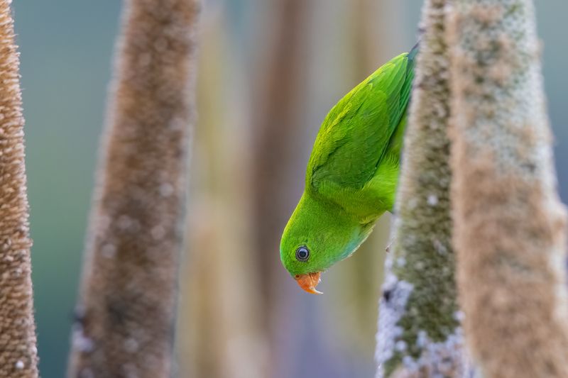 Vernal Hanging Parrot фото превью