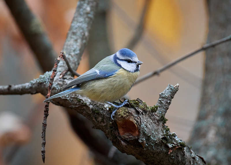 лазоревка Лазоревка фото превью