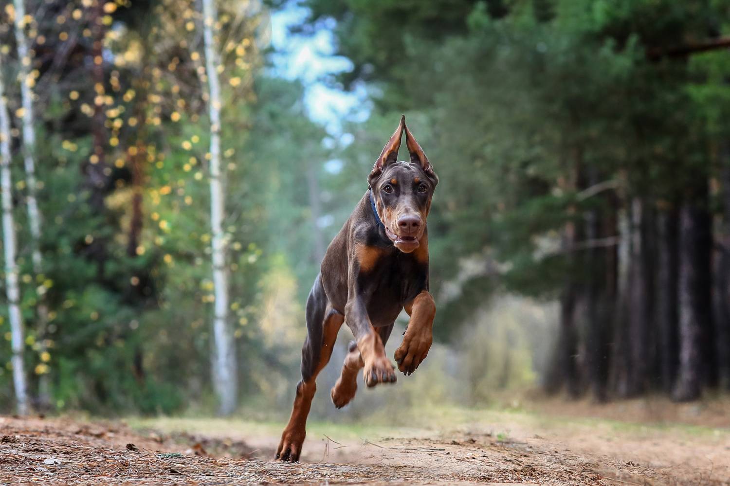 , Андрей Ершов