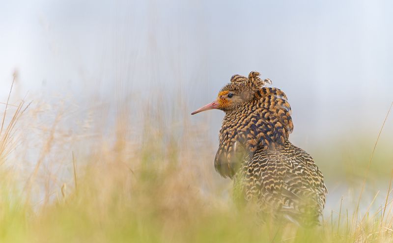 турухтан, ямал, ток, philomachus Турухтан на току фото превью