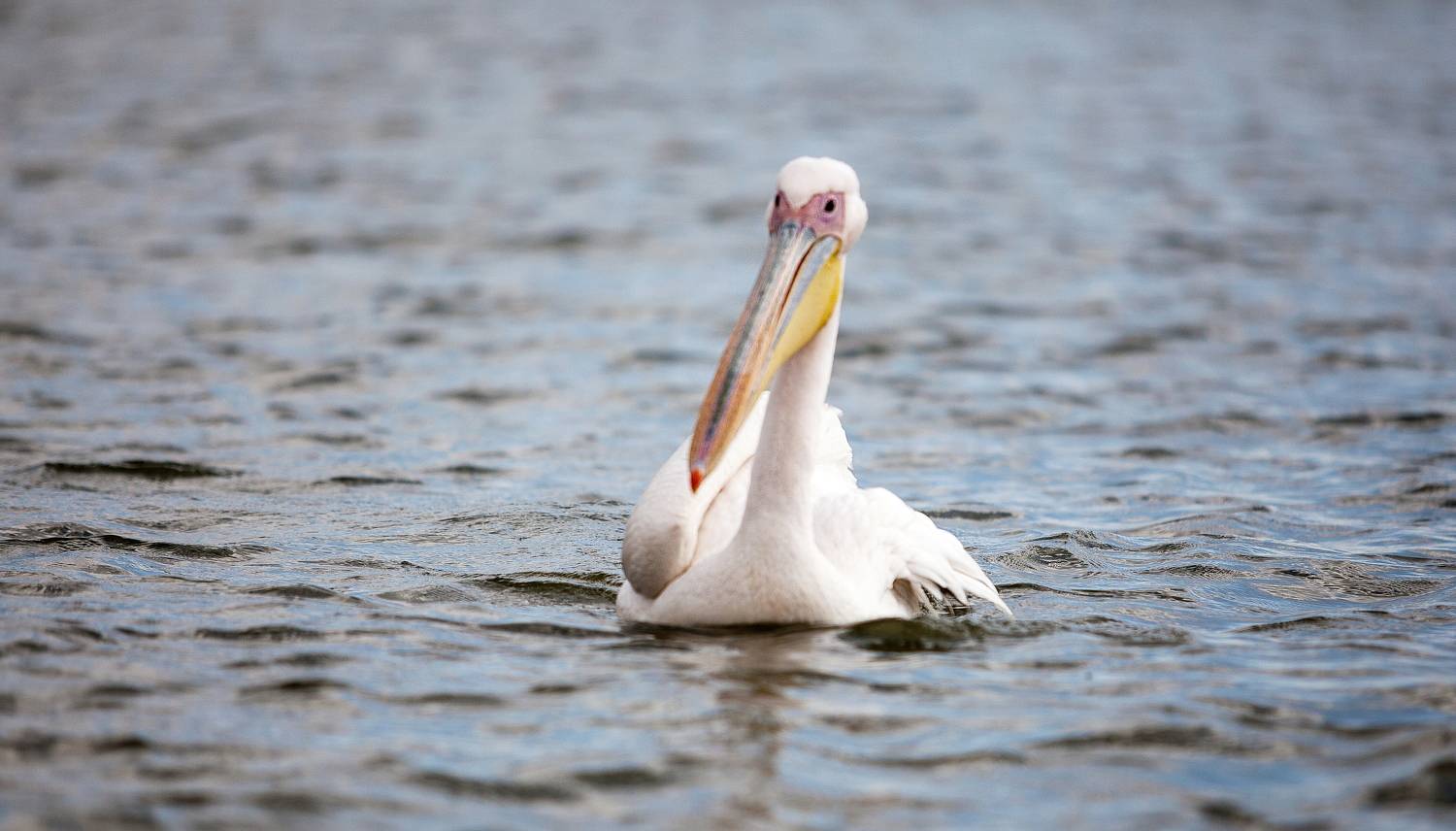 Озеро Найваши, Кения Пеликан, Lilia Tkachenko