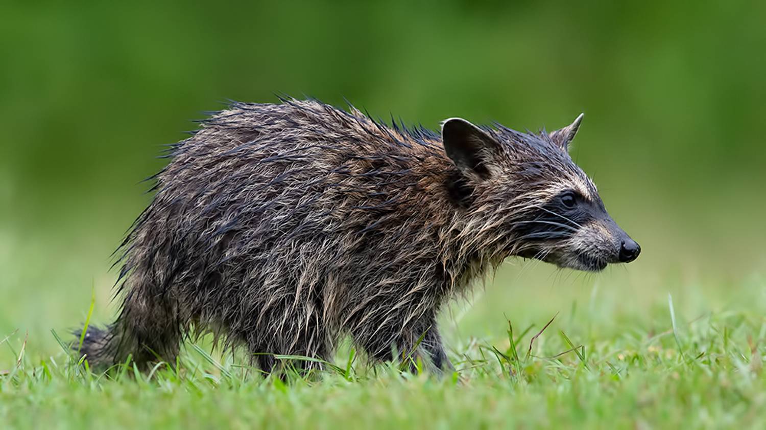 енот обыкновенный, енот-полоскун, raccoon, енот, дикие животные, животные, animals, Etkind Elizabeth