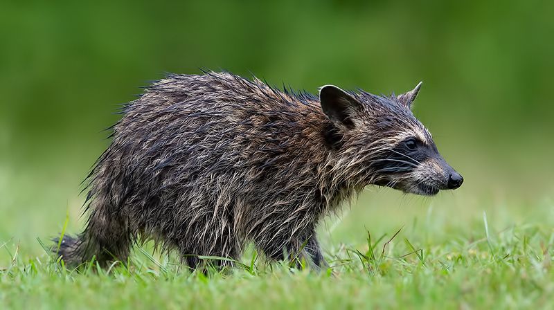 енот обыкновенный, енот-полоскун, raccoon, енот, дикие животные, животные, animals Wet Young Raccoon. Енот-полоскун фото превью