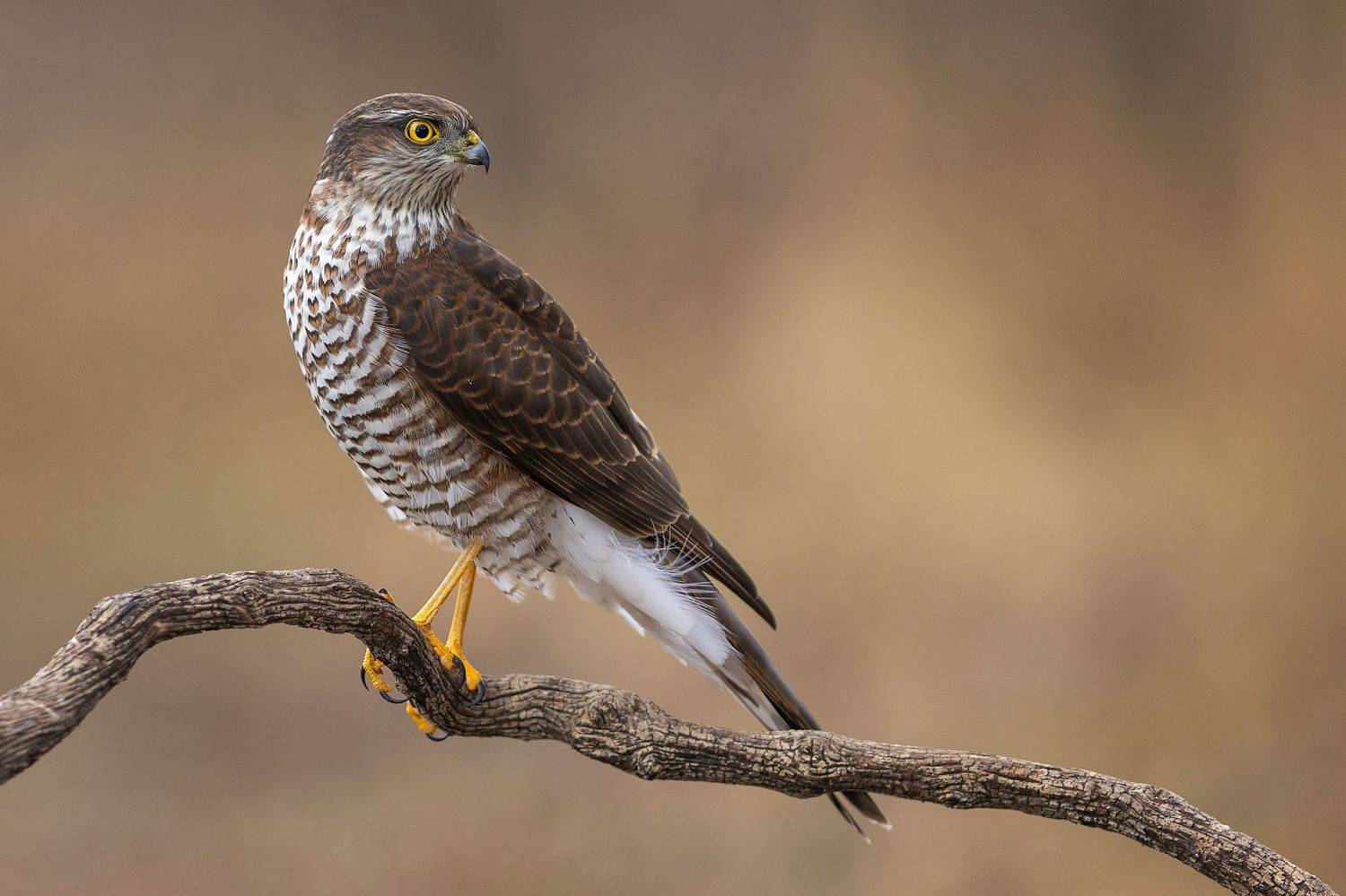 малък, ястреб/, accipiter, nisus, Petar Bogdanov