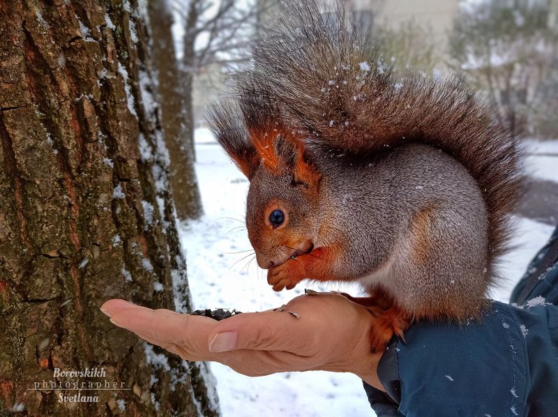 белка,кормить белку, животные, пейзаж, природа, Белка там живёт ручная... фото превью