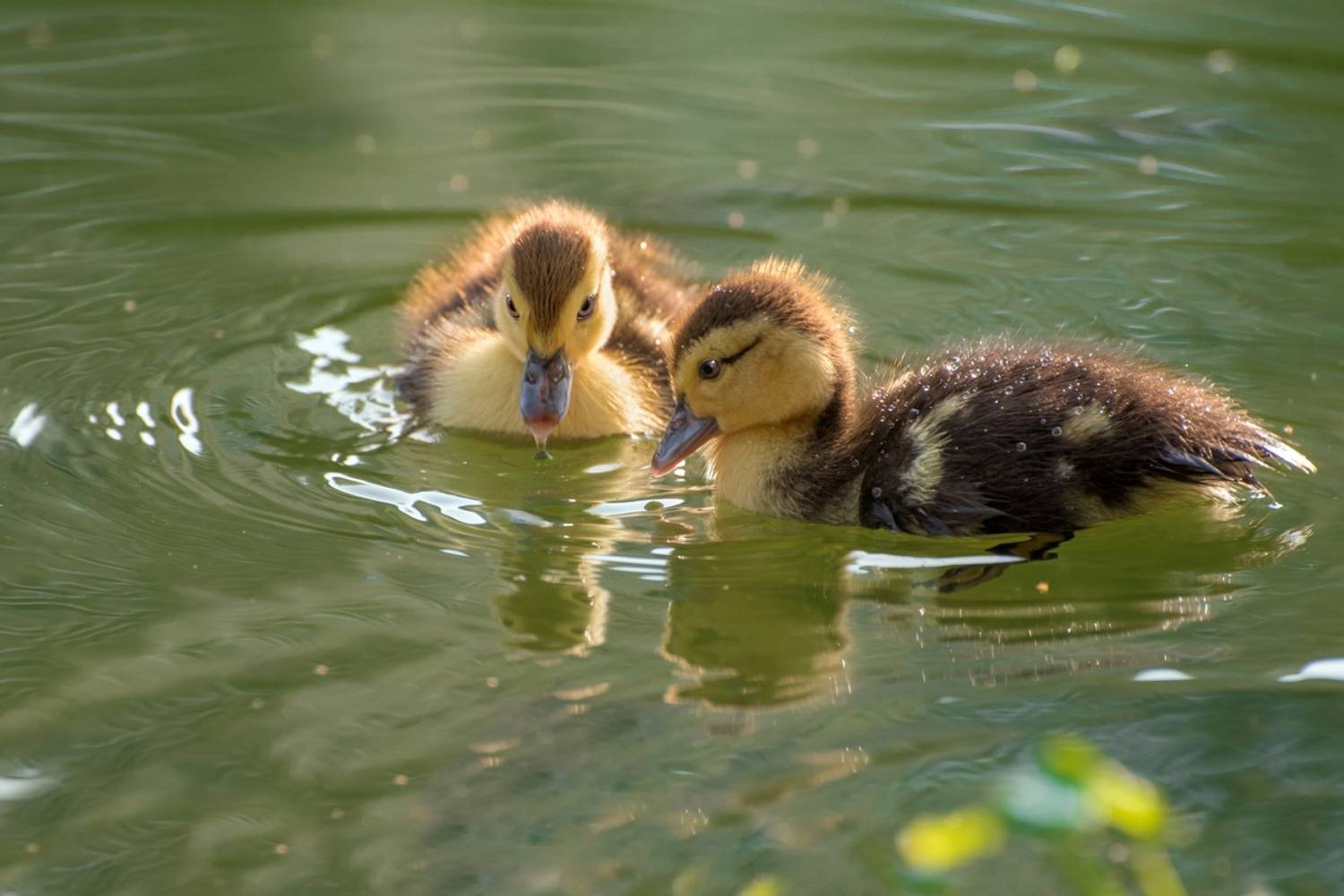 , Людмила Бекман