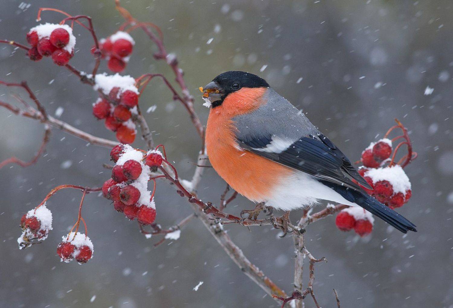 снегирь,боярышник,снегопад,, Иван