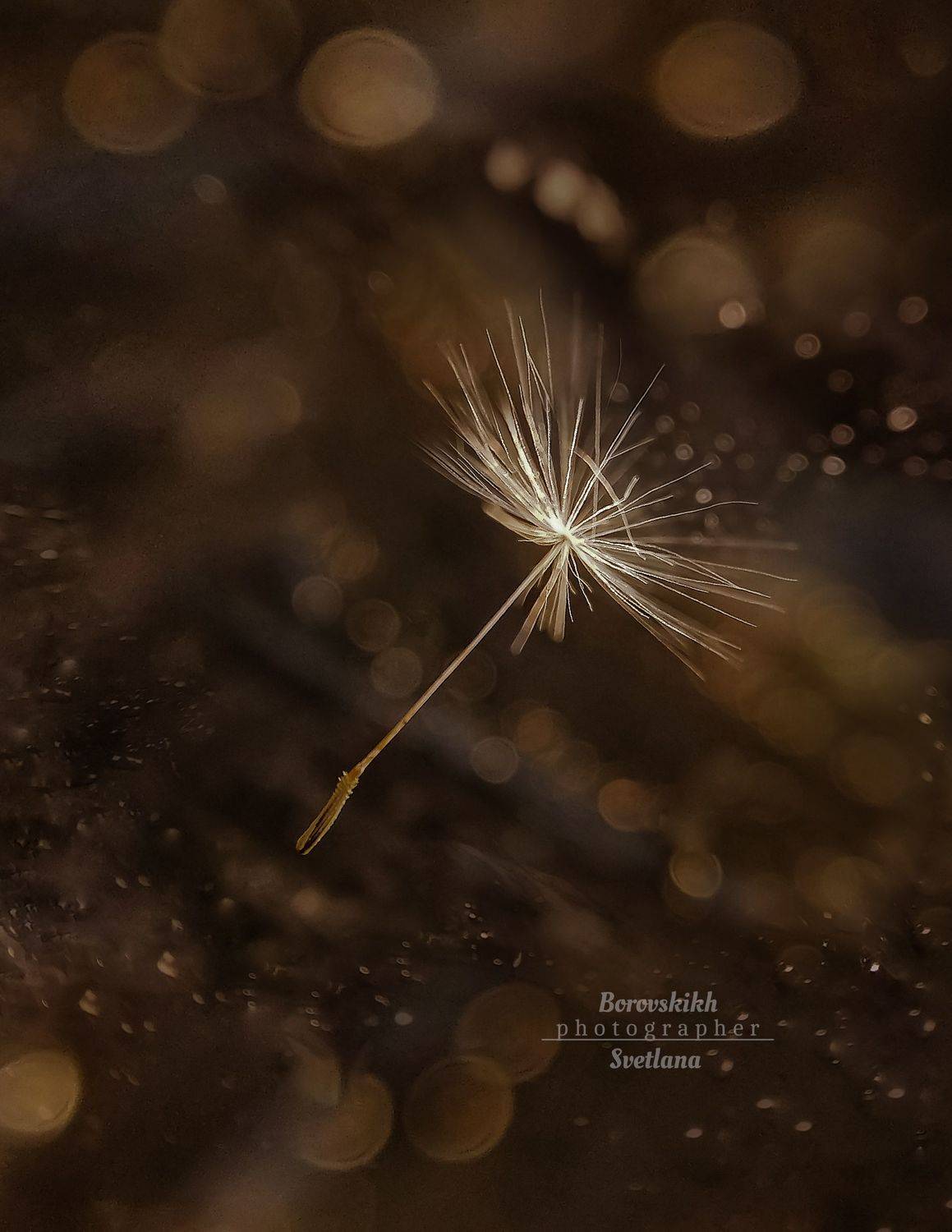 макро,  макро на телефон, macro, macro lens, пушинка, боке, низкий ключ, dark photo, капли,, Светлана Боровских
