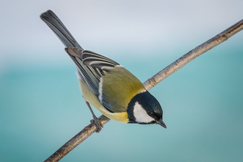 большая синица, птицы, birds, wildlife, great tit, parus major Xwitter фото превью