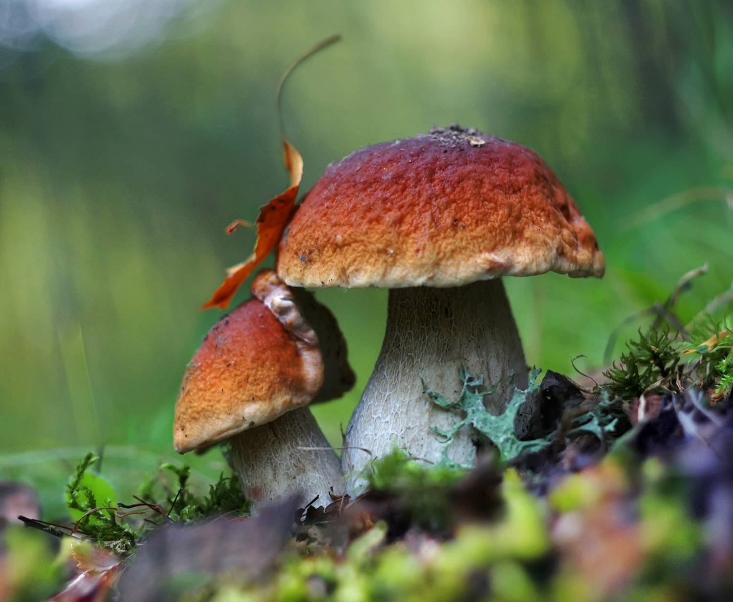 лето, грибы, Александр Свистков