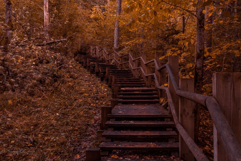 #latvia, #autumn, #fall, #forest, #sigulda, #europe, #stairs, #nature Autumn. Sigulda, Latvia 2023 фото превью