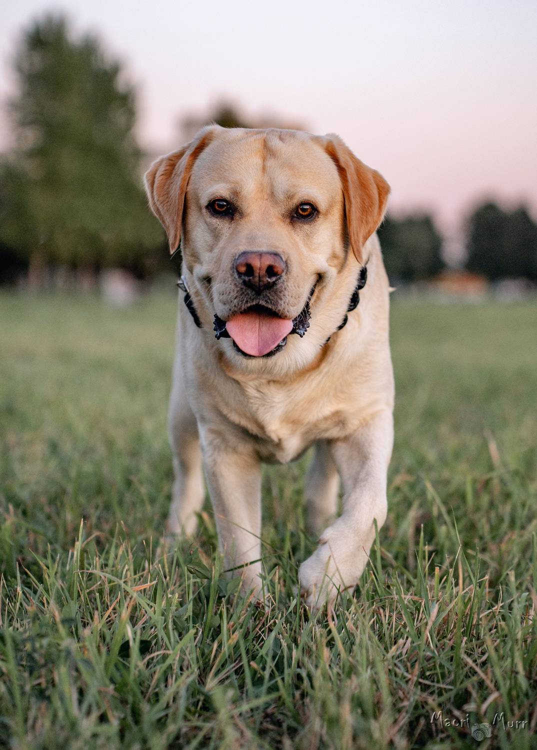 собака, лабрадор, Маори Мурр