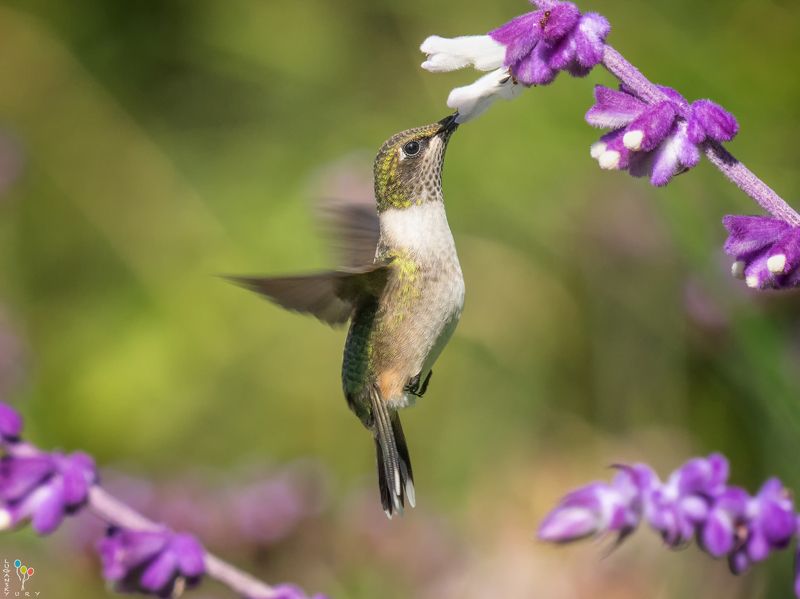 Hummingbird фото превью