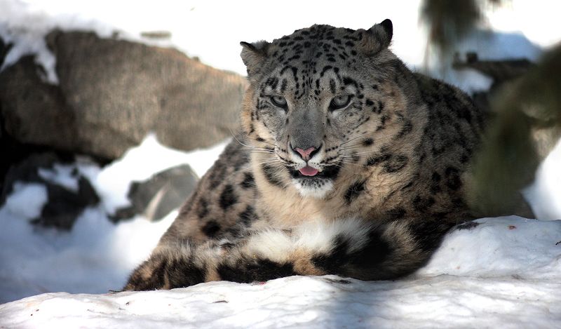 Снежный барс фото превью