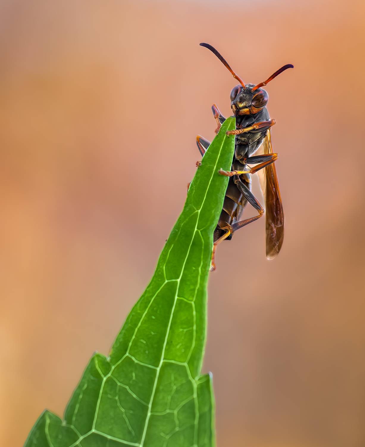 wasp, insect, macro, nature, wild, insects, bee,, Atul Saluja