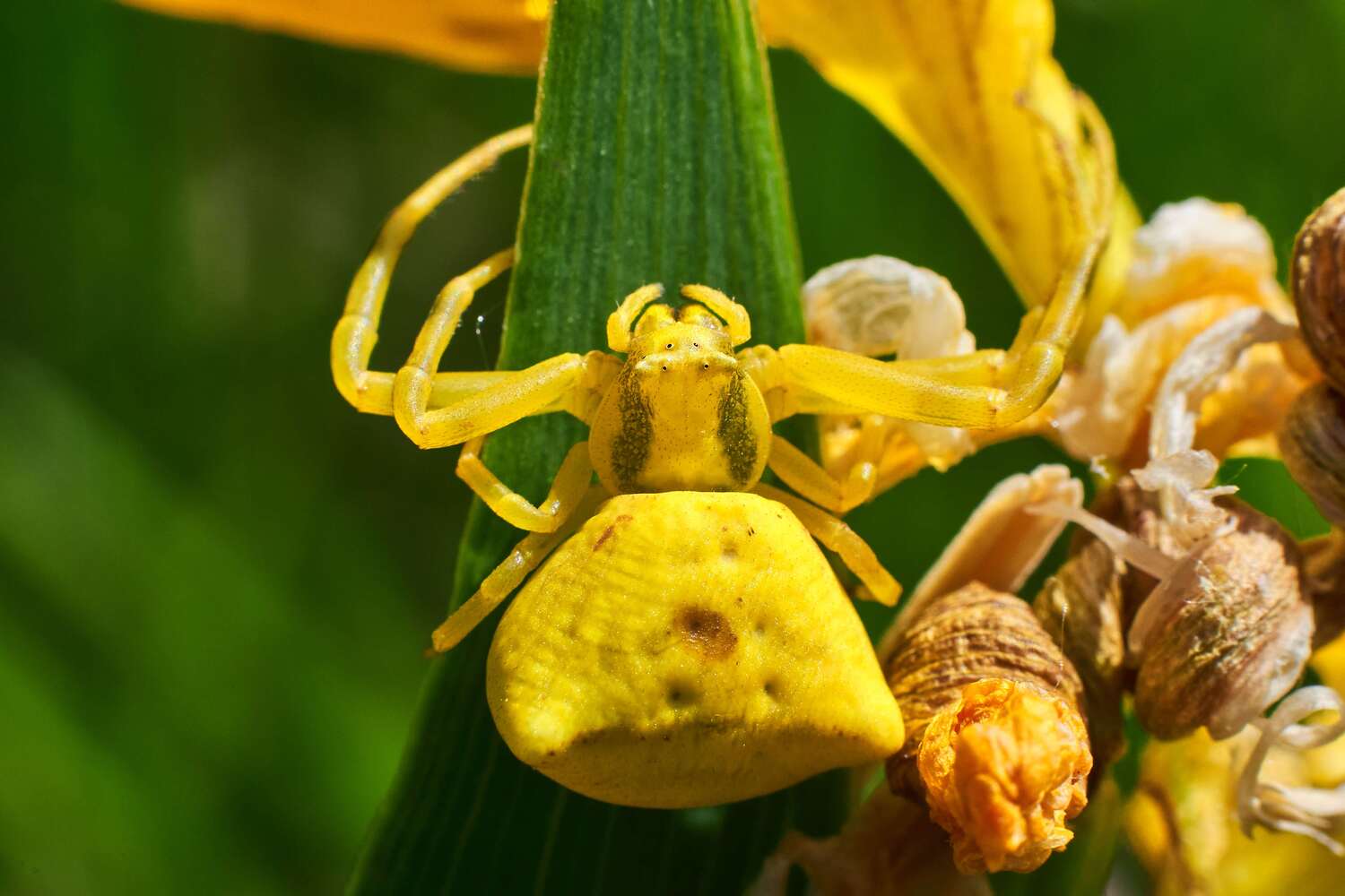 Thomisus onustus, spider, volgograd, russia, macro ,macro photo,, Сторчилов Павел