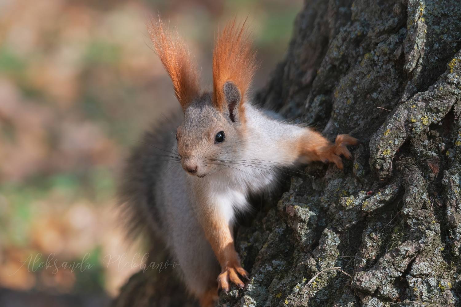 осенняя белка, Плеханов Александр