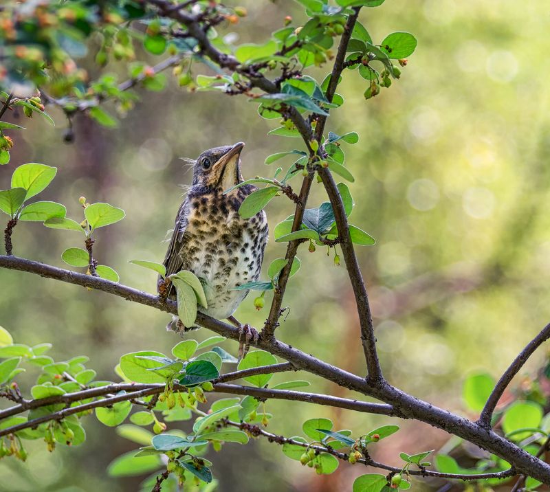 птицы, слёток, птенец, дрозд рябинник, птенцы.. фото превью