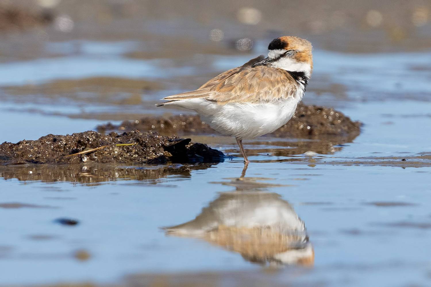птицы, уругвай, Елена Давыдова