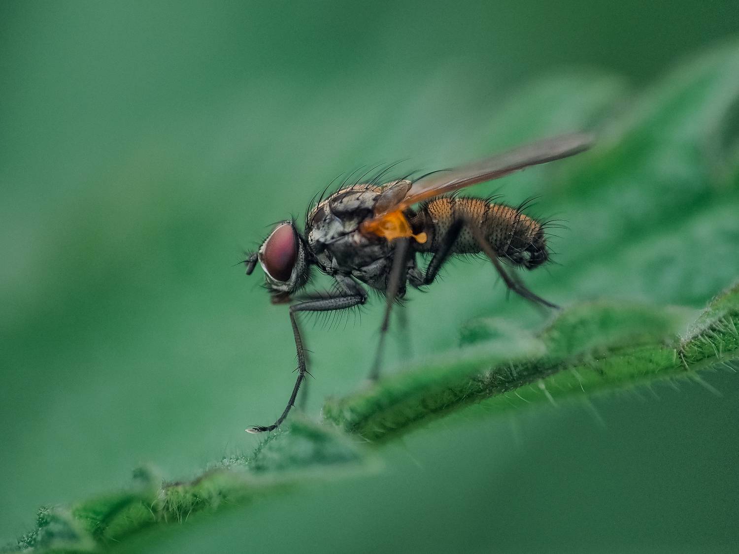 fly, insect, macro, муха, насекомое, макро, Ирина Протченко