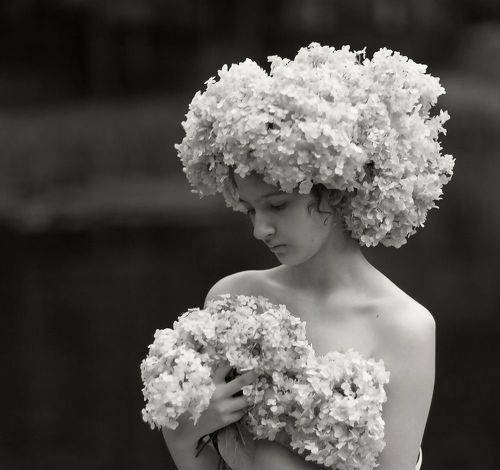 Гортензия...