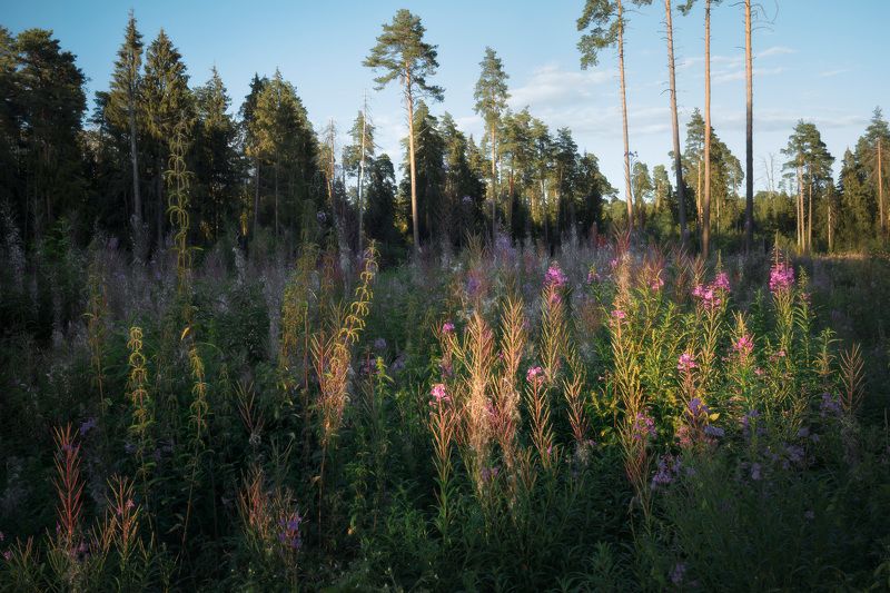 Дикие цветы в лесу фото превью
