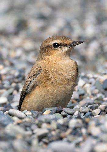 Каменка-плясунья. (Oenanthe isabellina).