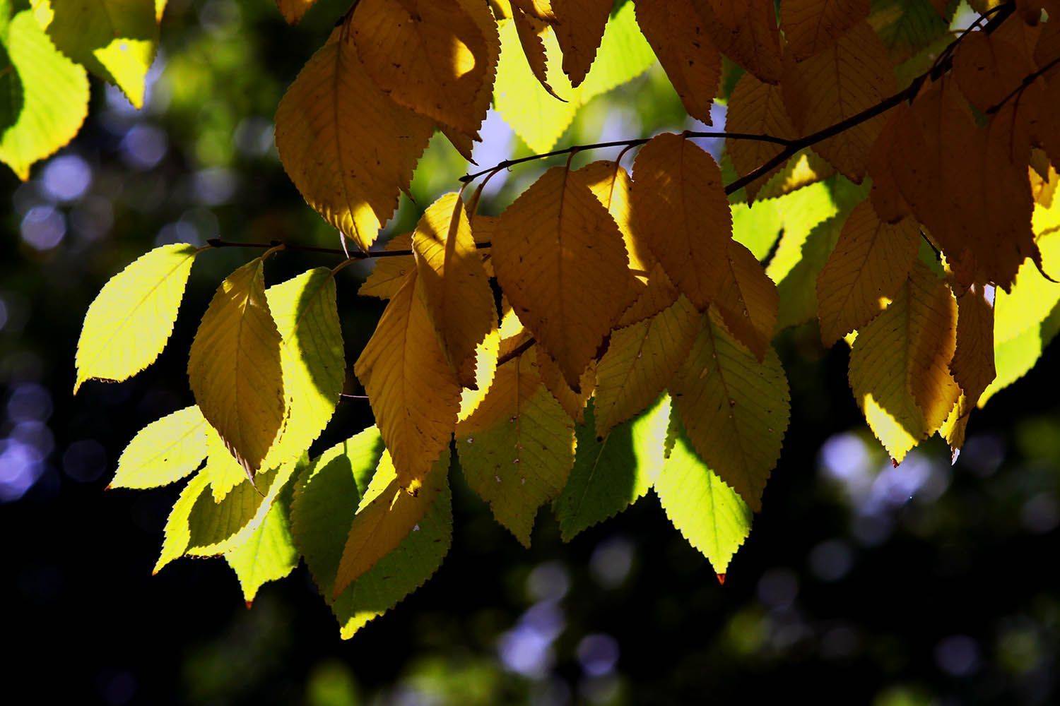 , mehdi karimi souderjani