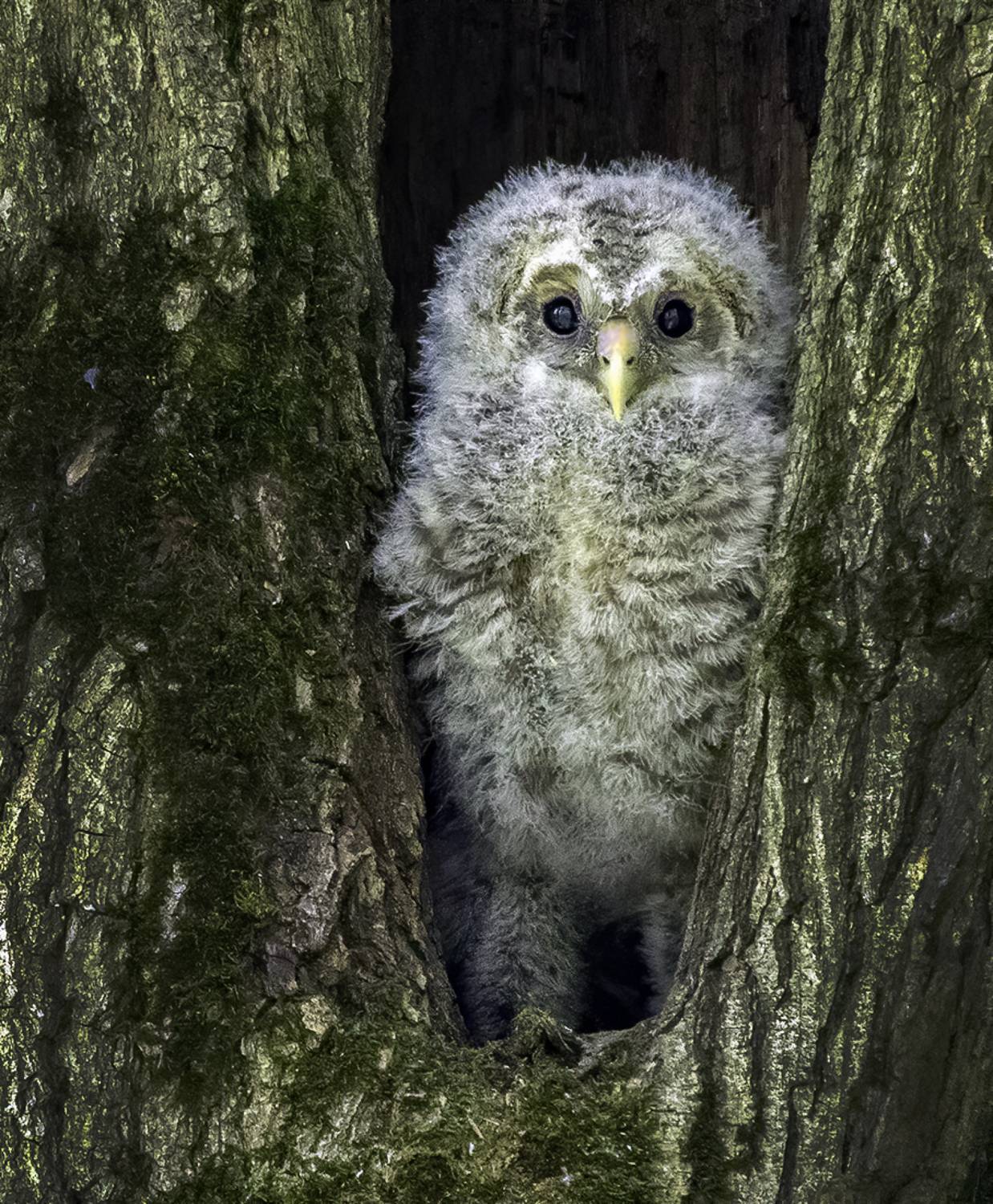 птенец, гнездо, выход, Сытина Наталия