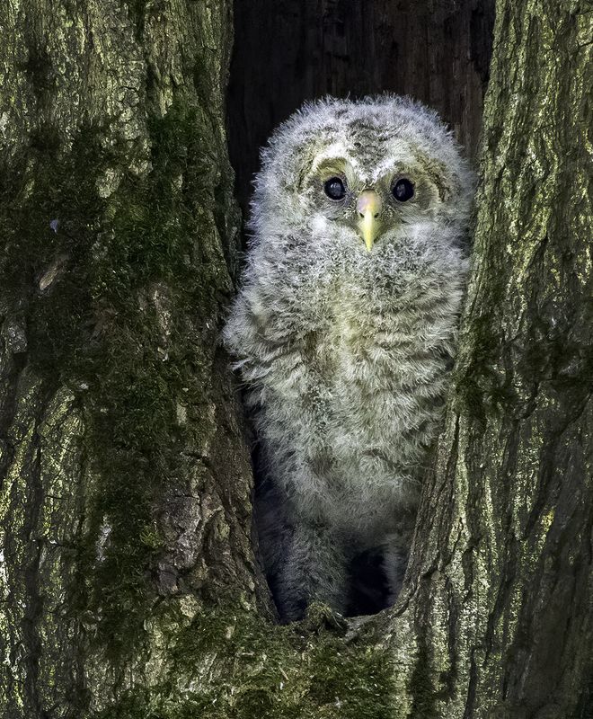 птенец, гнездо, выход Первый выход фото превью
