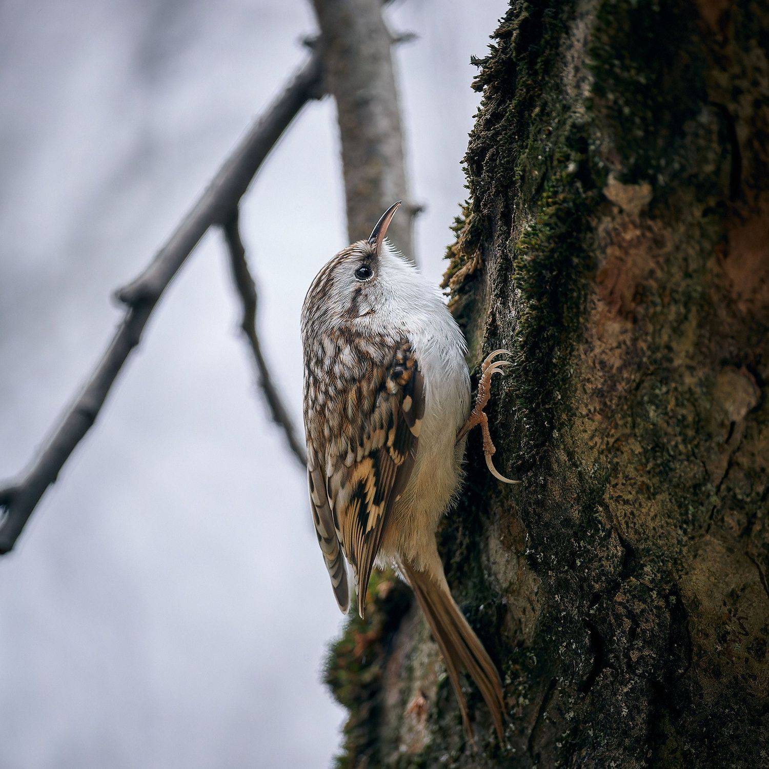 пищуха, Mikhail Khmelevskiy