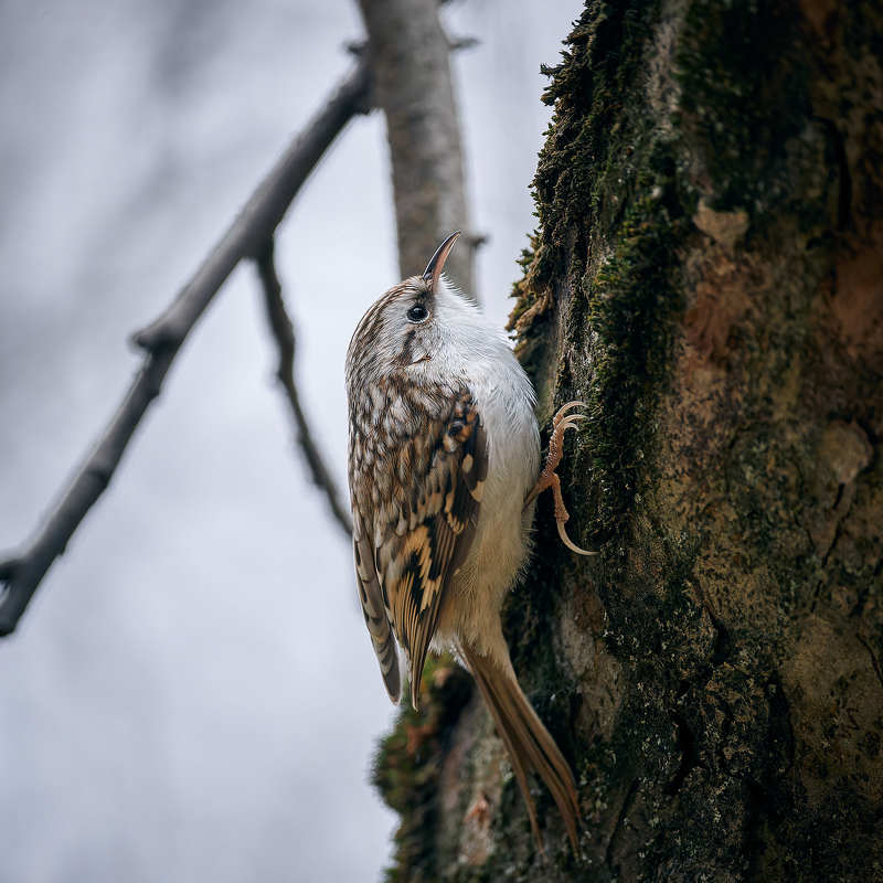 пищуха Пищуха фото превью