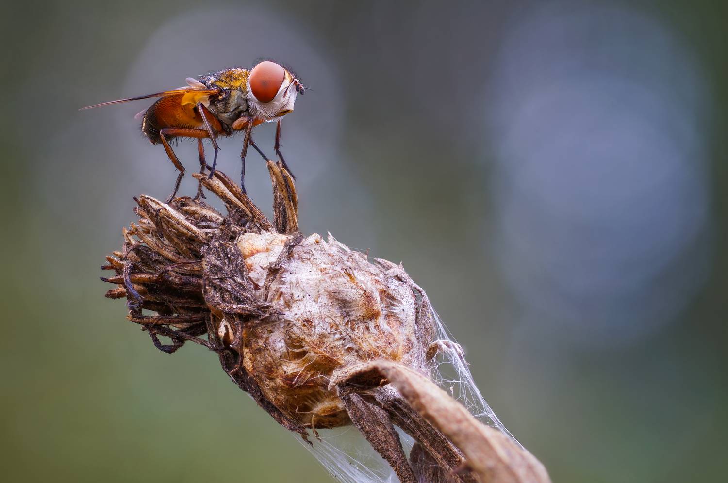 , Чепленко Алексей