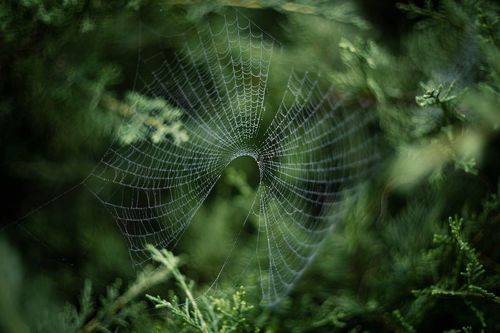 Эстетика осенних паутин.