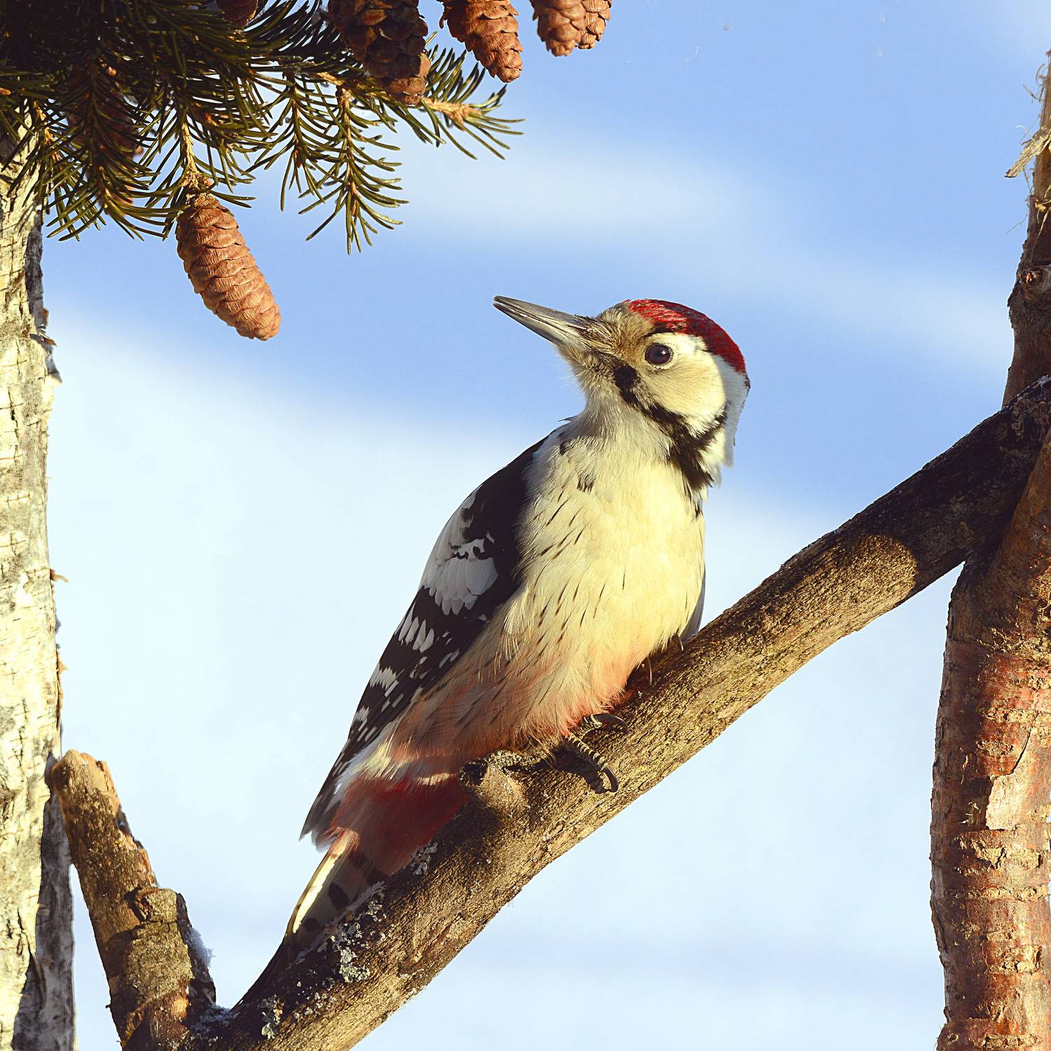 , Белоусов Михаил