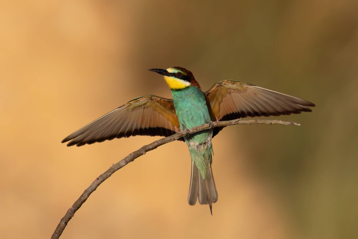 , Фруман Евгений