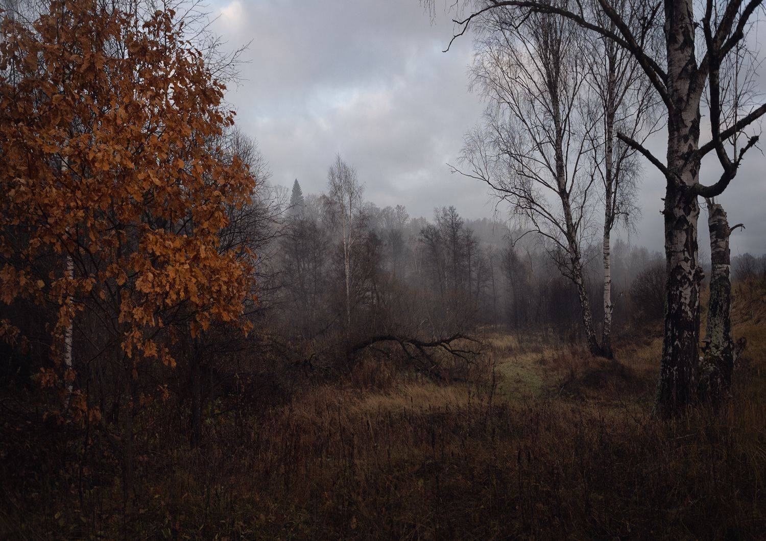 лес, свет, утро, природа, Баранов Олег